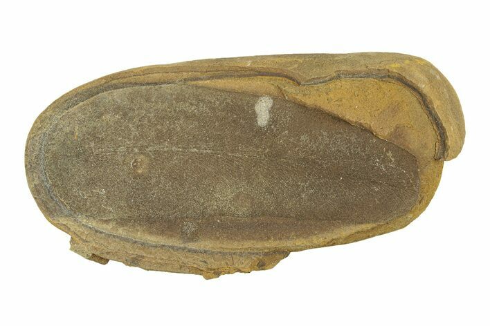 Fossil Fern (Macroneuropteris) Nodule - Mazon Creek #269904